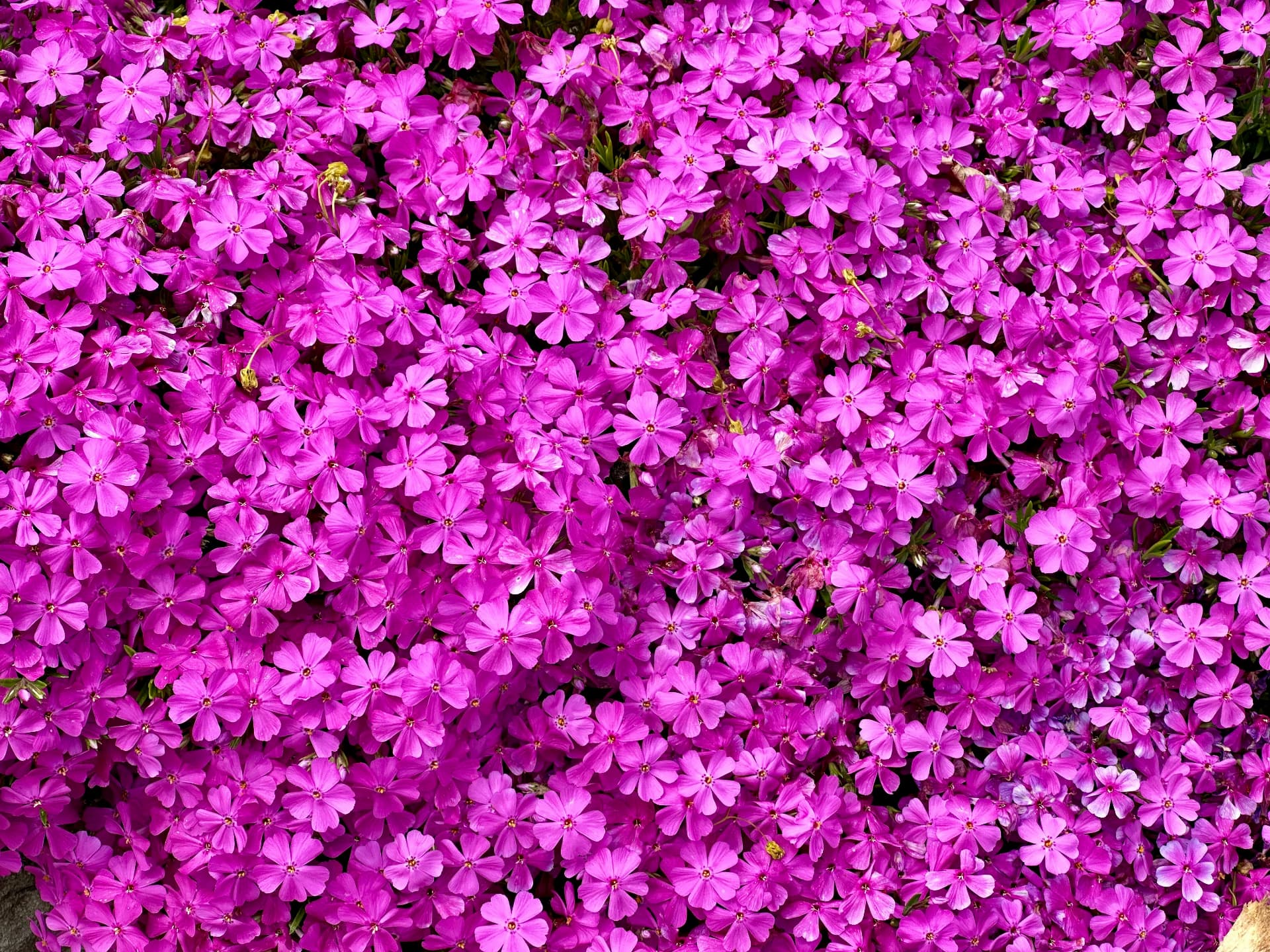 A dense collection of brightly coloured garden flowers