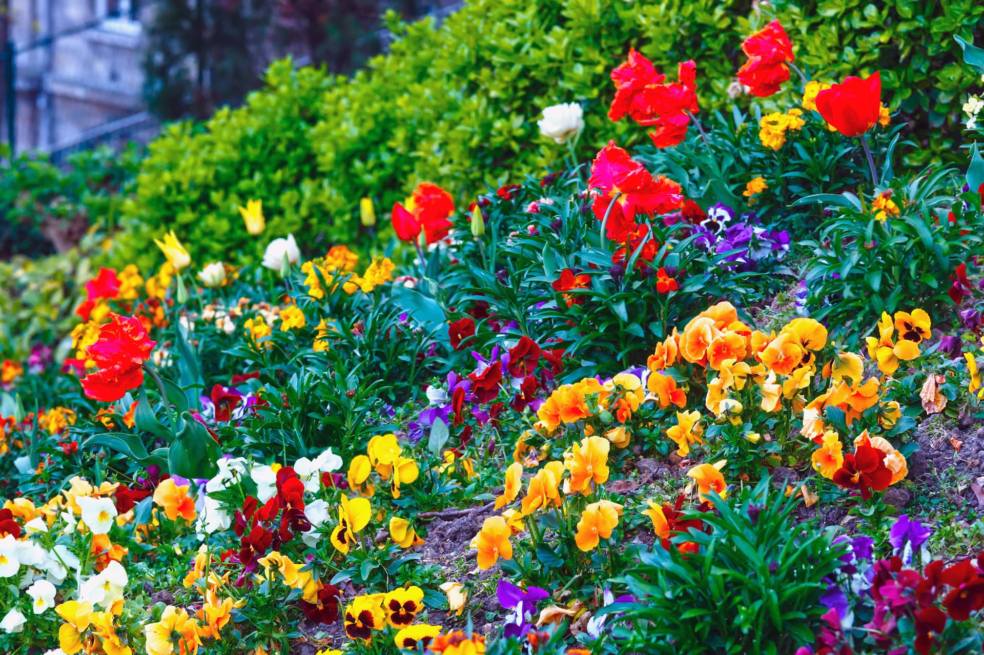 A vibrant mixed garden bed of colourful pansies, tulips and spring flowers
