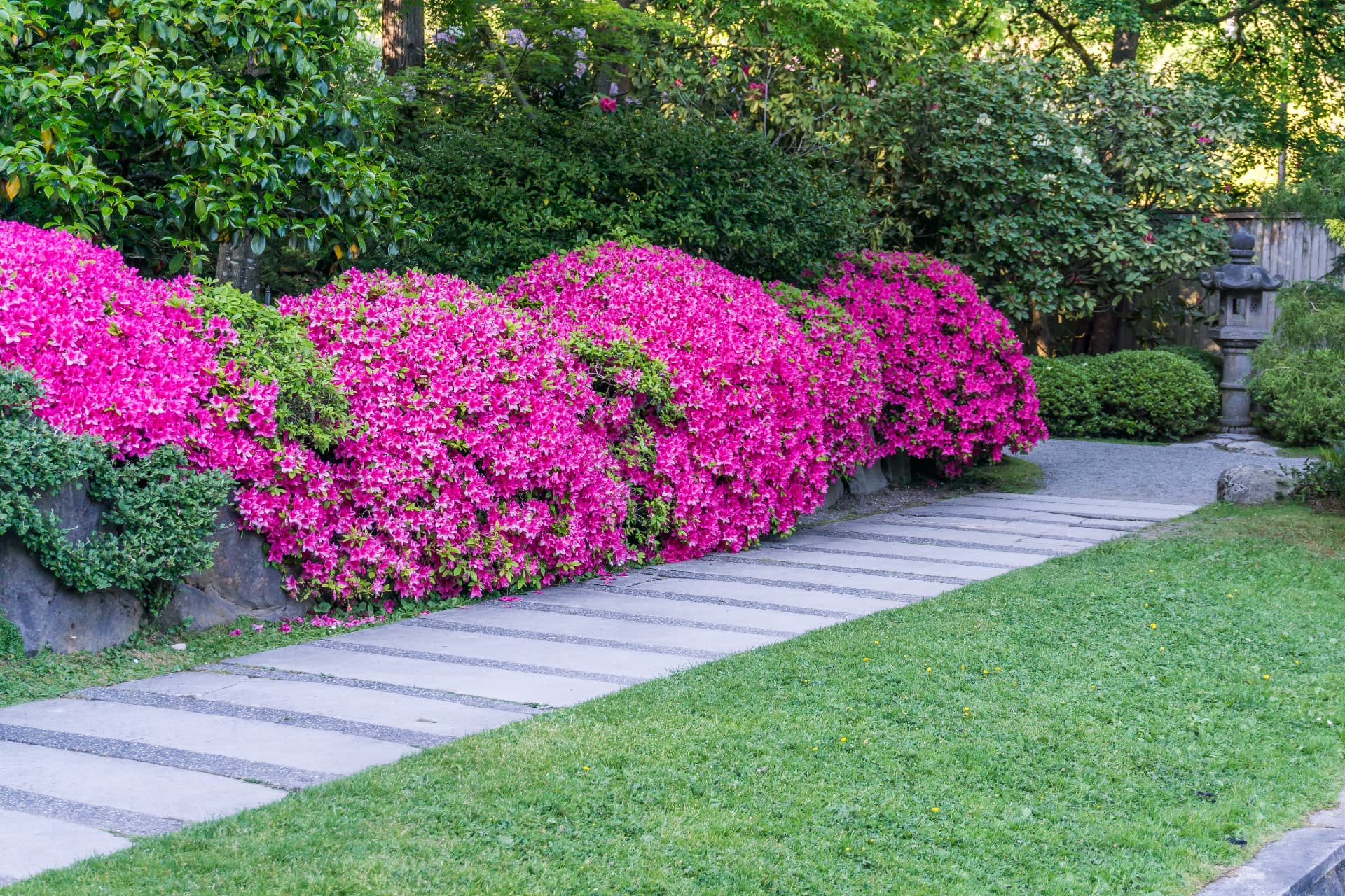Bright pink azaleas in a manicured garden with a stone pathway